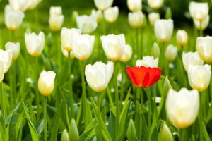 White tulips and one red tulip,