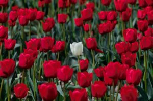 Bed of red tulips and one white tulip.